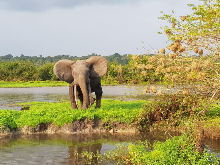 Gabon : champion de la protection de l’environnement