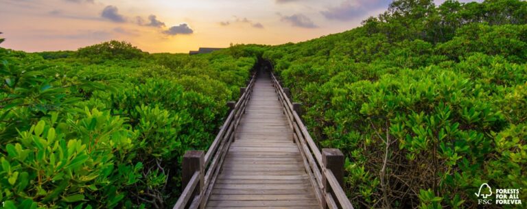 Le Gabon abrite la semaine des forêts FSC du 24 au 30 septembre