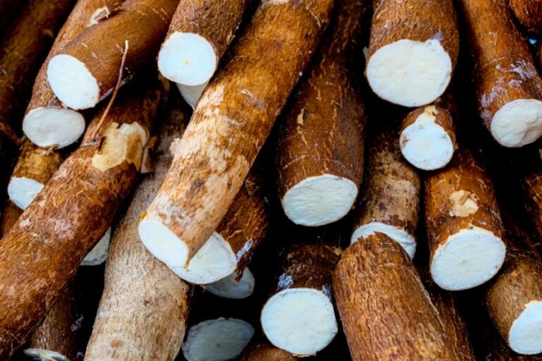 CEMAC : 642 billion to develop cassava production in central Africa