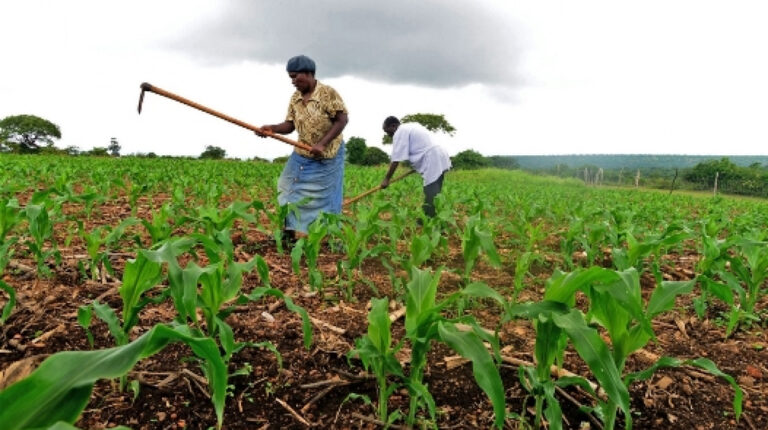 Togo : le pays injecte environ 1 milliard de francs CFA pour la campagne agricole 2023-2024