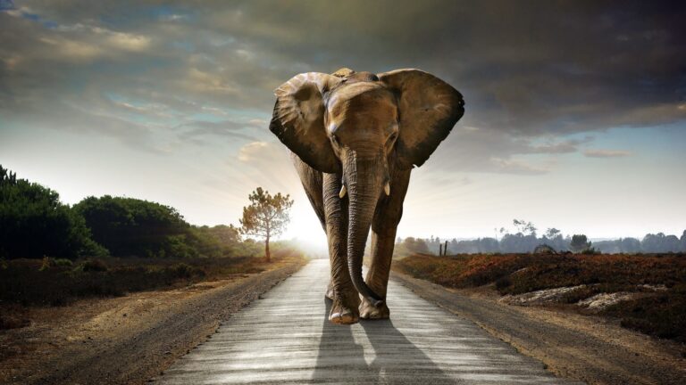 Gabon : des scientifiques présentent les résultats de leur étude sur le conflit homme-éléphant