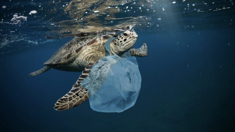 France : plus de 100 ONG s’allient pour la protection des océans
