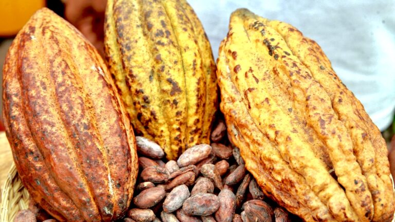 Le prix de la tonne de cacao en hausse