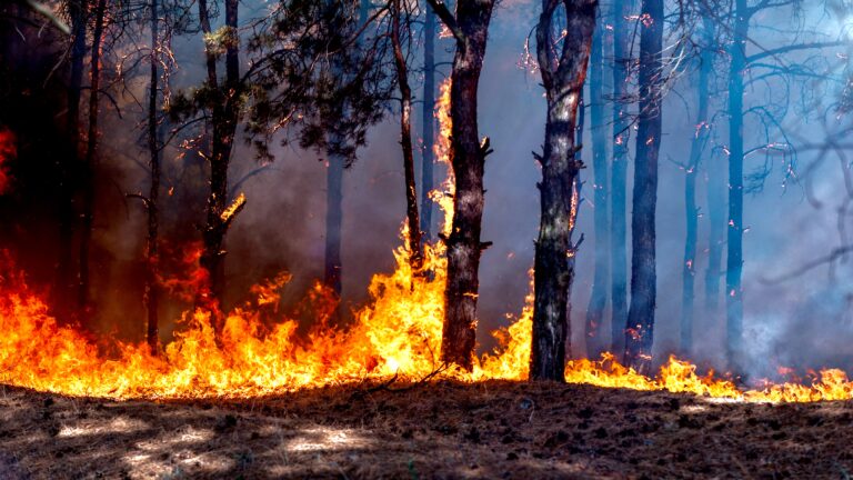 Le Gabon abritera le 1er sommet mondial consacré aux chaleurs extrêmes