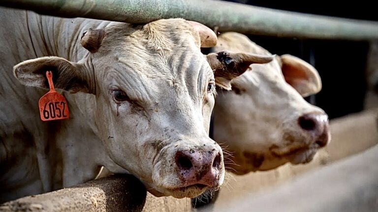 États-Unis : premiers cas de grippe aviaire détectés chez des vaches laitières