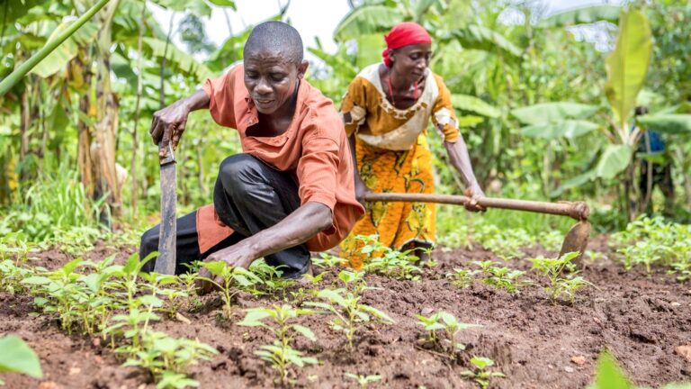 Où en est le Gabon en matière d’autosuffisance alimentaire ?