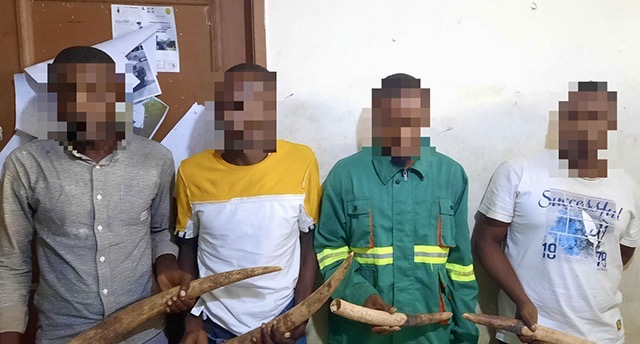 Gabon : 4 présumés trafiquants d’ivoire mis hors d’état de nuire