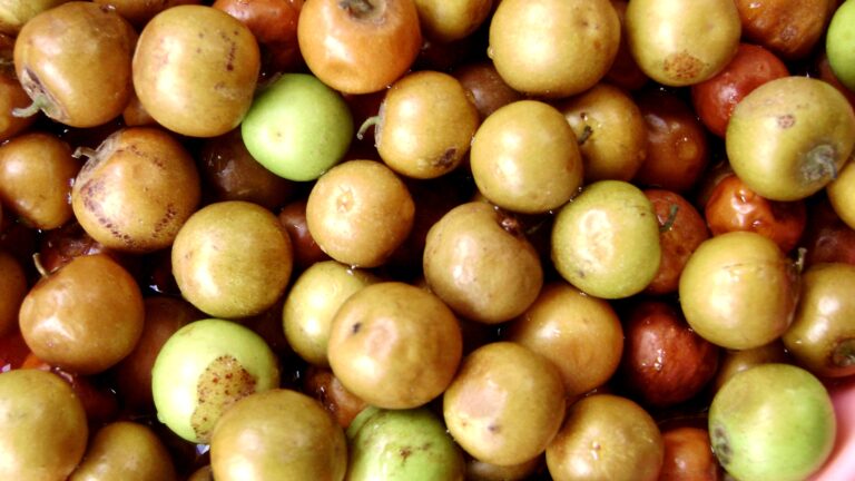 Chine : le jujube, un fruit qui vaut de l’or