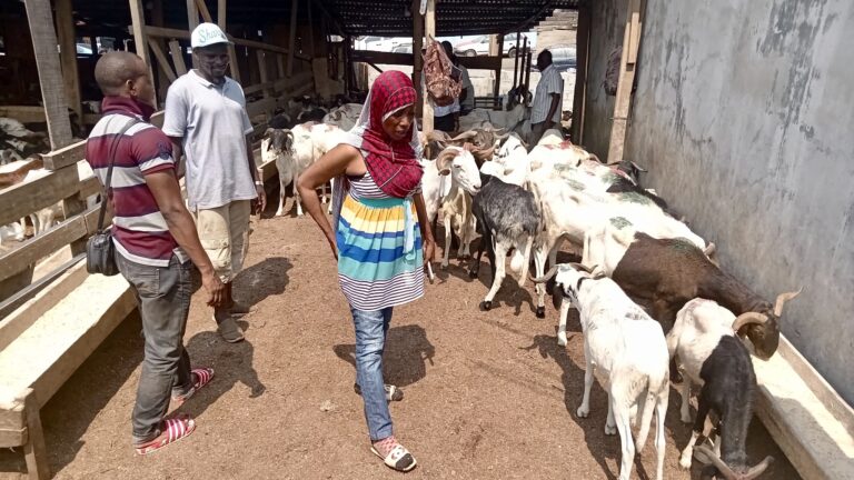 Gabon : quelle est la symbolique du sacrifice du mouton lors de la Tabaski ?