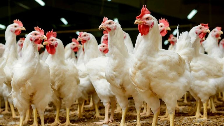 Le Gabon interdira l’importation de poulets de chair dès 2027