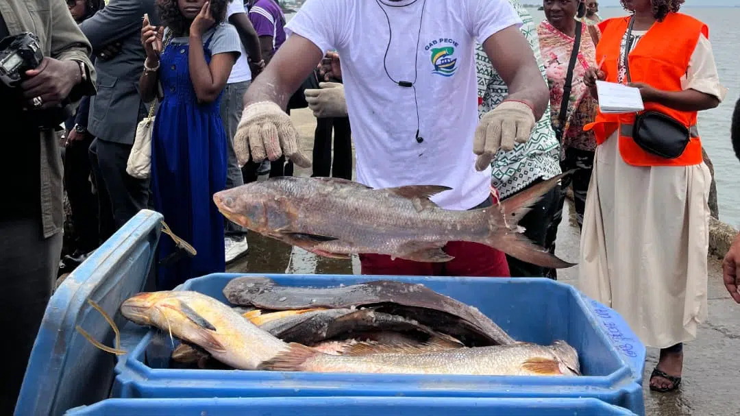 Gabon : 1er débarquement de poissons de la phase pilote du projet Gab pêche