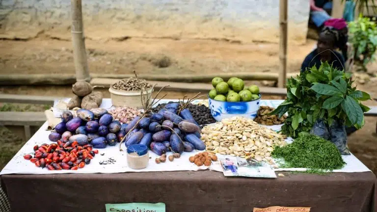 Gabon : valoriser les produits forestiers non ligneux, une nouvelle voie verte pour l’économie nationale